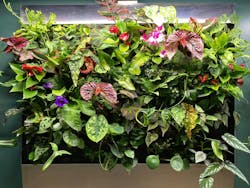 Greenwalls.com by Botanical Designs offers a choice of moss, living plants or even faux blooms for installations. Greenwalls.com by Botanical Designs offers a choice of moss, living plants or even faux blooms for installations.