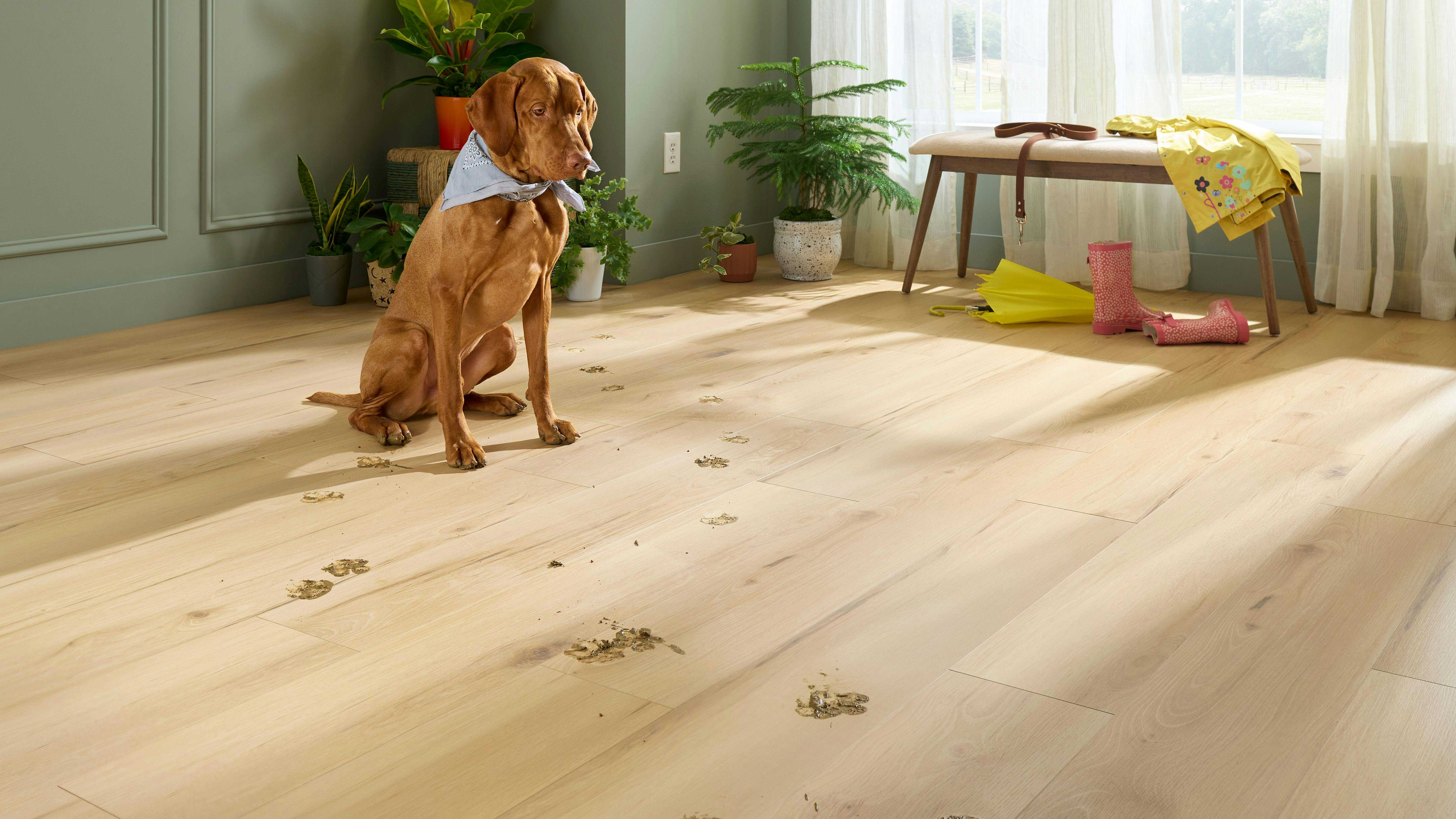 ahf_products__ingenious_plank