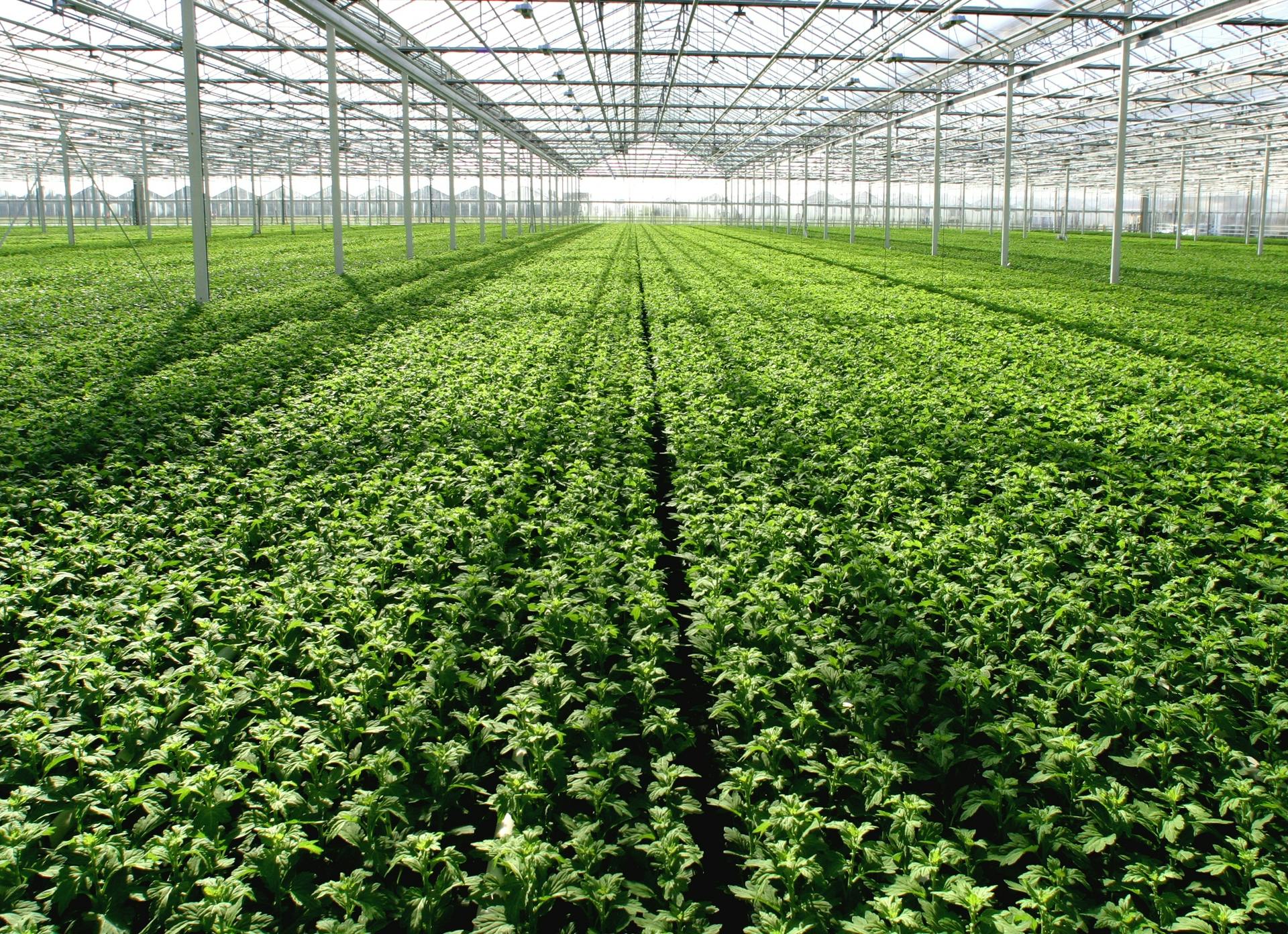 Look, no lights! The sun will have to do in greenhouses, with energy prices still running high, thereby slowing sales of horticultural lighting.