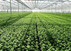 Look, no lights! The sun will have to do in greenhouses, with energy prices still running high, thereby slowing sales of horticultural lighting. Look, no lights! The sun will have to do in greenhouses, with energy prices still running high, thereby slowing sales of horticultural lighting.