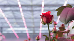 It’s not all roses in Signify’s horticultural business, where sales slumped in the third quarter because growers couldn’t afford LED gear.