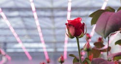 It’s not all roses in Signify’s horticultural business, where sales slumped in the third quarter because growers couldn’t afford LED gear. It’s not all roses in Signify’s horticultural business, where sales slumped in the third quarter because growers couldn’t afford LED gear.