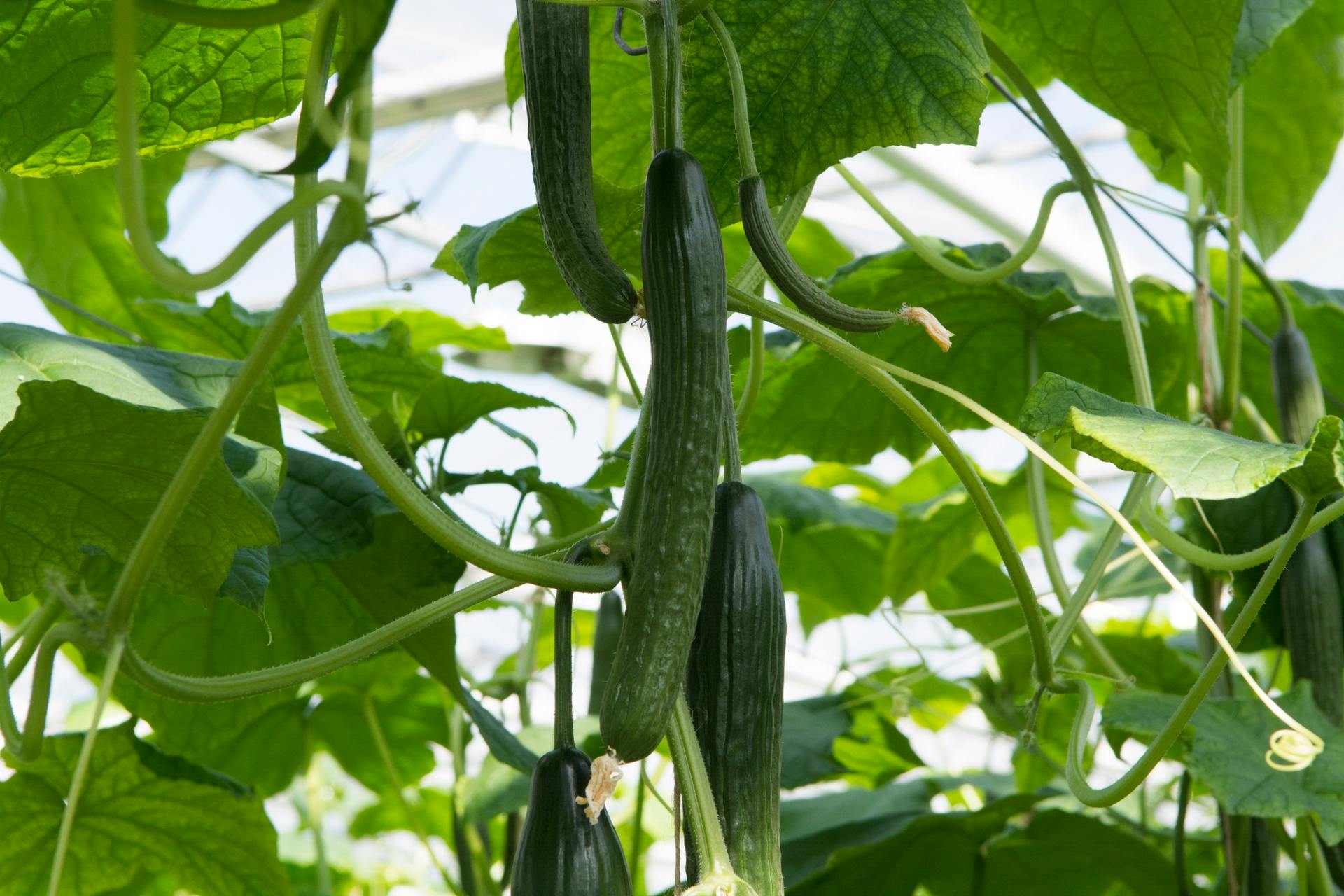 Although ams Osram has sold its Fluence horticultural illumination system business to Signify, the horticultural market remains a key area for the company&rsquo;s LED chips. CEO Everke said Fluence &ldquo;will remain an important customer.&rdquo;