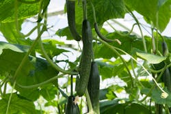 Although ams Osram has sold its Fluence horticultural illumination system business to Signify, the horticultural market remains a key area for the company’s LED chips. CEO Everke said Fluence “will remain an important customer.” Although ams Osram has sold its Fluence horticultural illumination system business to Signify, the horticultural market remains a key area for the company’s LED chips. CEO Everke said Fluence “will remain an important customer.”