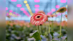 The horticultural business continues to flower for Signify. Above, a gerbera growing under a mix of LED and HPS lights at Florein Gerbera’s in Naaldwijk, Holland. The LEDs are Signify’s. (Photo credit: Image courtesy of Signify.)