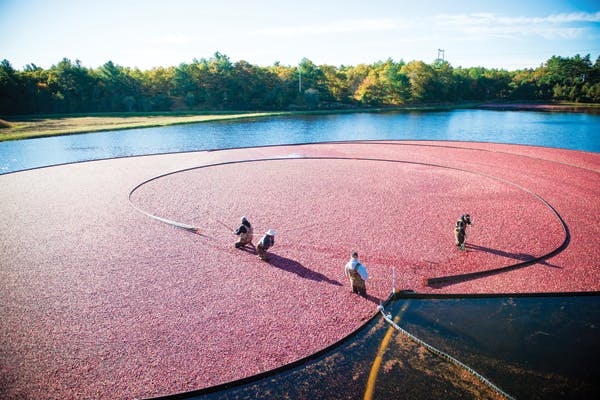 Getting bogged down is good for cranberries but not for lighting operations. Ocean Spray&rsquo;s networked LED lights will soon serve as asset trackers in the company&rsquo;s Middleboro, MA plant, which processes cranberries from farms like this one. (Photo credit: Ocean Spray via Businesswire.)