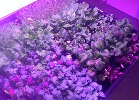 Sweden restaurant leverages horticultural LED lighting to grow herbs and produce for in-house use