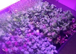 Sweden restaurant leverages horticultural LED lighting to grow herbs and produce for in-house use Sweden restaurant leverages horticultural LED lighting to grow herbs and produce for in-house use