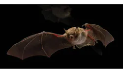 Holland’s newest red-light district is a big boost for bats (MAGAZINE) Holland’s newest red-light district is a big boost for bats (MAGAZINE)