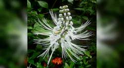 Photo credit: Cat’s whiskers (Orthosiphon Aristatus) by gailhampshire via Wikimedia Commons; used under CC-BY-2.0 for commercial or non-commercial purposes - https://bit.ly/3fhzYXt.