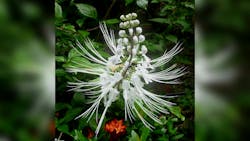 Photo credit: Cat’s whiskers (Orthosiphon Aristatus) by gailhampshire via Wikimedia Commons; used under CC-BY-2.0 for commercial or non-commercial purposes - https://bit.ly/3fhzYXt. Photo credit: Cat’s whiskers (Orthosiphon Aristatus) by gailhampshire via Wikimedia Commons; used under CC-BY-2.0 for commercial or non-commercial purposes - https://bit.ly/3fhzYXt.