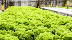 Horticultural boom will only grow more with thoughtful application of SSL systems and controls technology. (Photo credit: Image by syarhakim via Pixabay; used under free license for commercial or noncommercial purposes.)