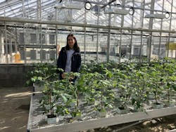 As a visiting plant scientist at LESA, Dr. Jurga Miliauskiene has delved into pulsed-light application in controlled environment agriculture (CEA). (Photo credit: Image courtesy of Lighting Enabled Systems & Applications Center at Rensselaer Polytechnic Institute.) As a visiting plant scientist at LESA, Dr. Jurga Miliauskiene has delved into pulsed-light application in controlled environment agriculture (CEA). (Photo credit: Image courtesy of Lighting Enabled Systems & Applications Center at Rensselaer Polytechnic Institute.)