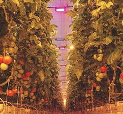 Osram invests in startup using AI for IoT lighting scheme in horticultural operations Osram invests in startup using AI for IoT lighting scheme in horticultural operations