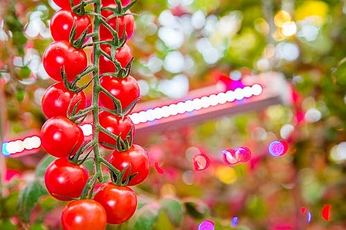 After a taster, French tomato farm goes for a bigger course of LED-aided horticulture