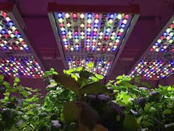 Osram commercializes a horticultural LED luminaire for researchers Osram commercializes a horticultural LED luminaire for researchers
