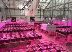 677eb76caa3a124f7db248b6 Content Dam Leds Article 2019 1 Ledslumigrownews01 677eb76caa3a124f7db248b6 Content Dam Leds Article 2019 1 Ledslumigrownews01