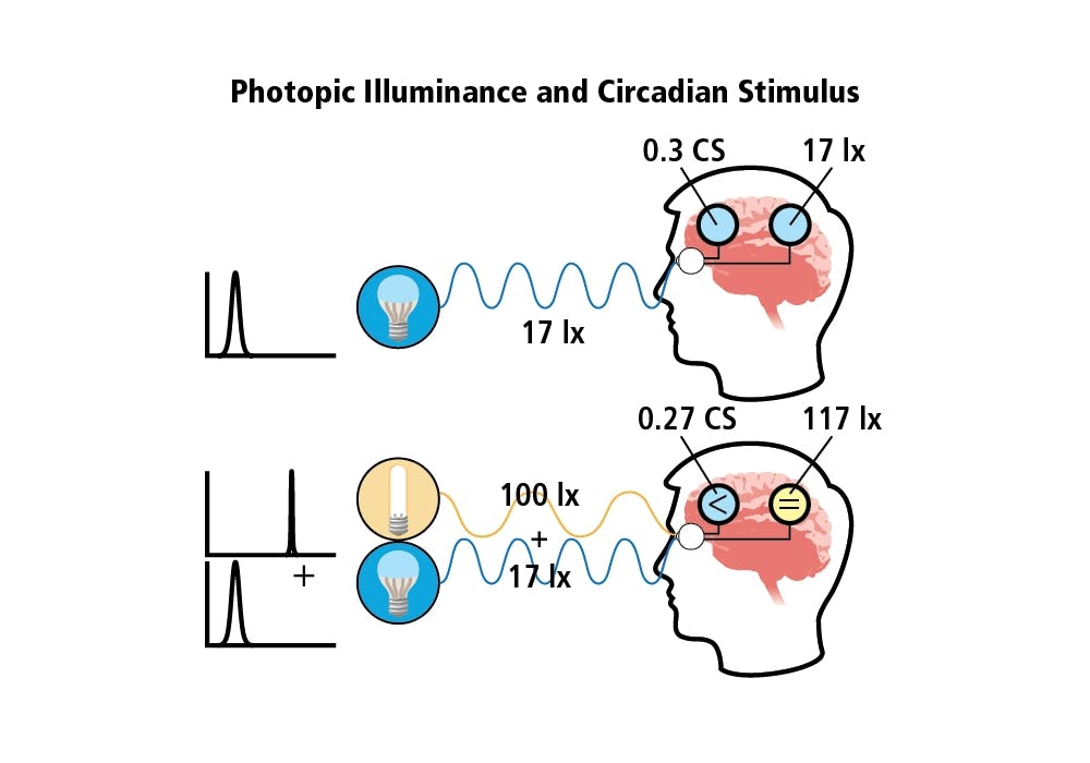FIG. 1. Example of how the biological clock perceives light signals differently than the visual system. (Image credits: All illustrations and tables courtesy of Allison Thayer, Lighting Research Center, except where expressly indicated.)