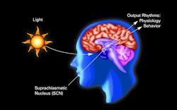 Image credit: Circadian Rhythm illustration from the National Institutes of Health, US Department of Health and Human Services. As a work of the US federal government, the image is in the public domain. (Source: Circadian Rhythms Fact Sheet; https://bit.ly/30VNTLo.) Image credit: Circadian Rhythm illustration from the National Institutes of Health, US Department of Health and Human Services. As a work of the US federal government, the image is in the public domain. (Source: Circadian Rhythms Fact Sheet; https://bit.ly/30VNTLo.)