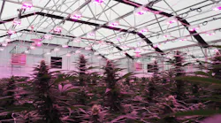 FIG. 1. LED lighting is aiding cannabis greenhouses in maximizing profits, but it must be implemented with a full understanding of measurable values of light delivered, potential crop yields, and return on investment time. (Photo credit: Image courtesy of LumiGrow.)