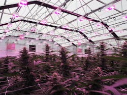 FIG. 1. LED lighting is aiding cannabis greenhouses in maximizing profits, but it must be implemented with a full understanding of measurable values of light delivered, potential crop yields, and return on investment time. (Photo credit: Image courtesy of LumiGrow.) FIG. 1. LED lighting is aiding cannabis greenhouses in maximizing profits, but it must be implemented with a full understanding of measurable values of light delivered, potential crop yields, and return on investment time. (Photo credit: Image courtesy of LumiGrow.)