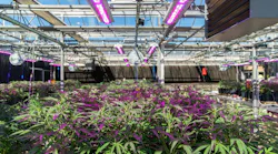 FIG 1. Supplemental LED lighting played a significant role in North Carolina State University cannabis crop studies designed to determine how photoperiod and light intensity fluctuations might impact the growth cycle of cannabis plants. Photo credit: Image courtesy of GE Lighting, a Daintree company.