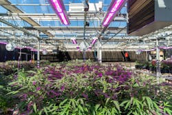 FIG 1. Supplemental LED lighting played a significant role in North Carolina State University cannabis crop studies designed to determine how photoperiod and light intensity fluctuations might impact the growth cycle of cannabis plants. Photo credit: Image courtesy of GE Lighting, a Daintree company. FIG 1. Supplemental LED lighting played a significant role in North Carolina State University cannabis crop studies designed to determine how photoperiod and light intensity fluctuations might impact the growth cycle of cannabis plants. Photo credit: Image courtesy of GE Lighting, a Daintree company.