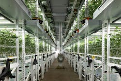 Cannabis growing in two tiers under the Fluence LED lights at Oakfruitland in Oakland, Calif. Cannabis growing in two tiers under the Fluence LED lights at Oakfruitland in Oakland, Calif.