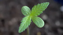 Cannabis seedlings like this one could fast forward to the flowering stage. (Used under CC BY-SA 3.0 DEED; License: https://creativecommons.org/licenses/by-sa/3.0/deed.en)