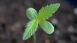 Cannabis seedlings like this one could fast forward to the flowering stage. (Used under CC BY-SA 3.0 DEED; License: https://creativecommons.org/licenses/by-sa/3.0/deed.en) Cannabis seedlings like this one could fast forward to the flowering stage. (Used under CC BY-SA 3.0 DEED; License: https://creativecommons.org/licenses/by-sa/3.0/deed.en)