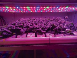 Buyers benefit from LED horticultural lighting guidance Buyers benefit from LED horticultural lighting guidance
