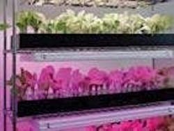 677eba5e58ec8945eb83ba73 Content Dam Leds En Articles Print Volume 8 Issue 677eba5e58ec8945eb83ba73 Content Dam Leds En Articles Print Volume 8 Issue