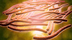 Legionella pneumophila is the bacterium that causes Legionnaires disease.