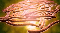 Legionella pneumophila is the bacterium that causes Legionnaires disease. Legionella pneumophila is the bacterium that causes Legionnaires disease.