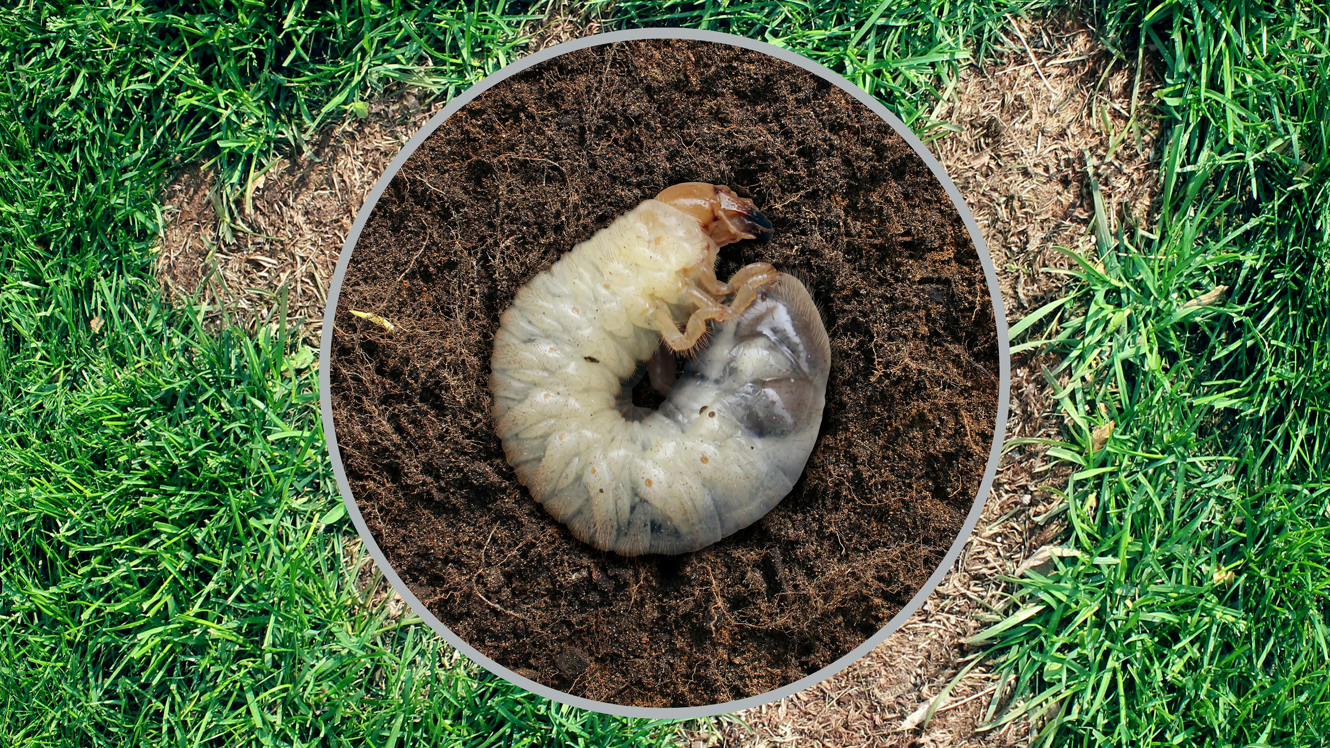 Grubs can cause major damage to lawns.