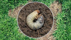 Grubs can cause major damage to lawns. Grubs can cause major damage to lawns.