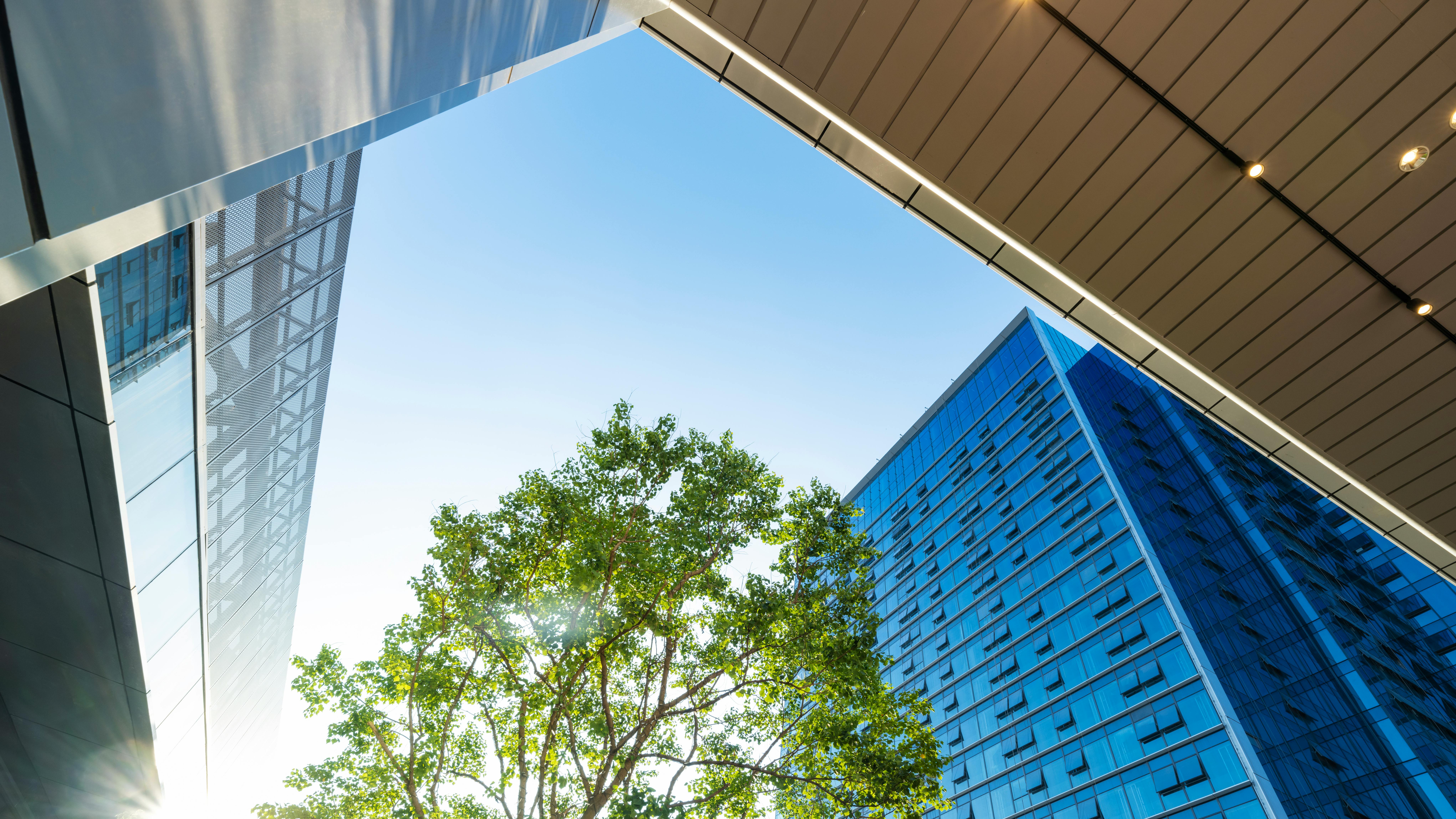 Tree surrounded by tall commercial buildings.