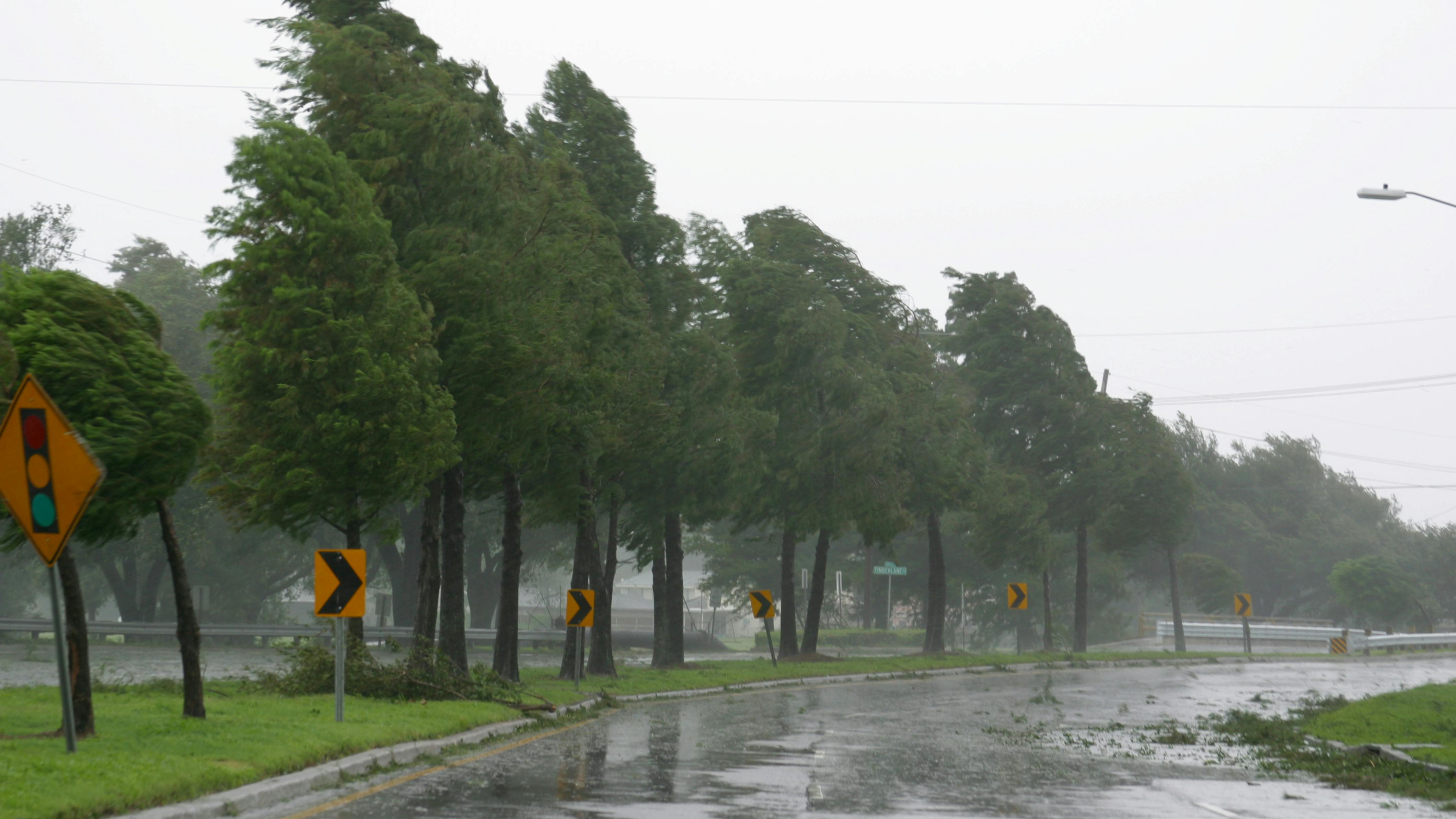 Trees blow in the wind during Hurricane Gustav.